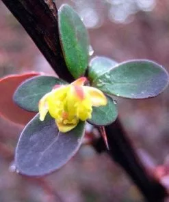 Future Forests Hedging Berberis Thunbergii