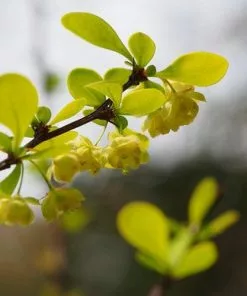 Future Forests Hedging Berberis Thunbergii