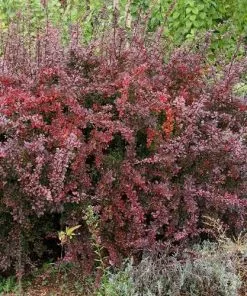 Future Forests Hedging Berberis Thungbergii Atropurpurea