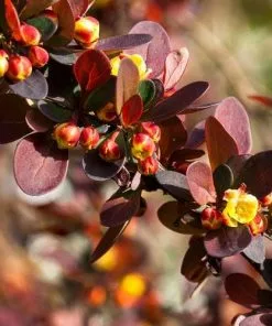 Future Forests Hedging Berberis Thungbergii Atropurpurea