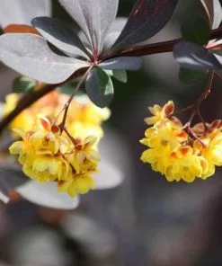 Future Forests Hedging Berberis Thungbergii Atropurpurea