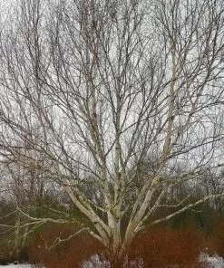 Future Forests Betula Utilis Jaquemontii Doorenbos - Himalayan Birch Trees