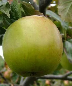 Future Forests Fruit Apple Blenheim Orange 8 Future Forests Fruit Apple Blenheim Orange