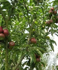 Future Forests Apple Blood Of The Boyne Fruit