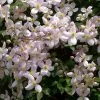 Future Forests Climbers Clematis Montana Fragrant Spring