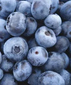 Future Forests Fruit Blueberry Blue Jay