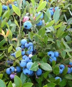 Future Forests Fruit Blueberry Blue Jay