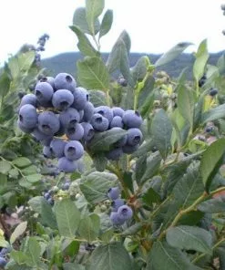 Future Forests Fruit Blueberry Blue Jay