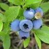 Future Forests Fruit Blueberry Blue Jay 2 Future Forests Fruit Blueberry Blue Jay