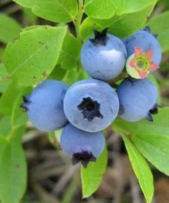 Future Forests Fruit Blueberry Blue Jay