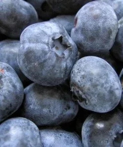 Future Forests Fruit Blueberry Bluecrop