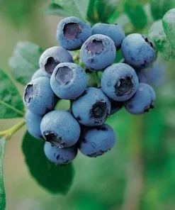 Future Forests Fruit Blueberry Bluecrop