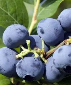 Future Forests Fruit Blueberry Bluecrop