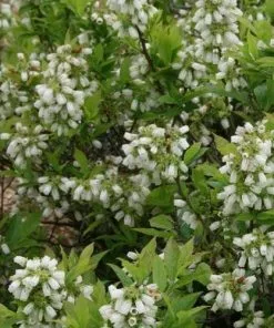 Future Forests Fruit Blueberry Bluecrop