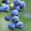 Future Forests Blueberry Goldtraube Fruit 1 Future Forests Blueberry Goldtraube Fruit
