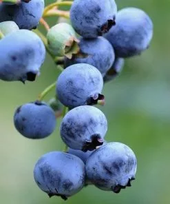 Future Forests Blueberry Goldtraube Fruit