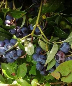Future Forests Blueberry Goldtraube Fruit