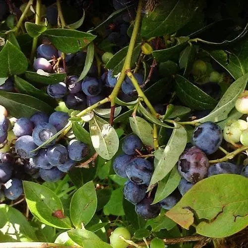 Future Forests Blueberry Goldtraube Fruit 4 Future Forests Blueberry Goldtraube Fruit