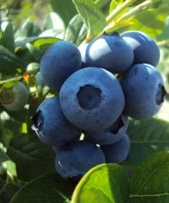 Future Forests Blueberry Goldtraube Fruit 8 Future Forests Blueberry Goldtraube Fruit