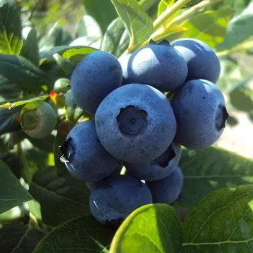 Future Forests Blueberry Goldtraube Fruit 5 Future Forests Blueberry Goldtraube Fruit