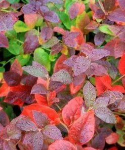 Future Forests Blueberry Goldtraube Fruit 9 Future Forests Blueberry Goldtraube Fruit