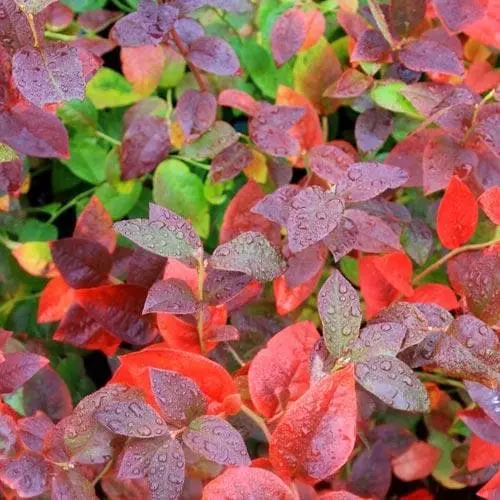 Future Forests Blueberry Goldtraube Fruit 6 Future Forests Blueberry Goldtraube Fruit