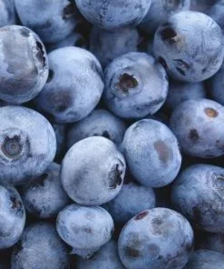 Future Forests Blueberry Jersey Fruit