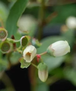 Future Forests Blueberry Jersey Fruit
