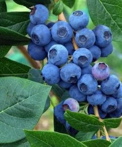 Future Forests Fruit Blueberry Patriot 7 Future Forests Fruit Blueberry Patriot