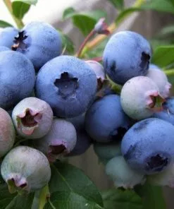 Future Forests Fruit Blueberry Patriot 8 Future Forests Fruit Blueberry Patriot
