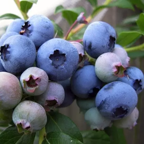 Future Forests Fruit Blueberry Patriot 5 Future Forests Fruit Blueberry Patriot