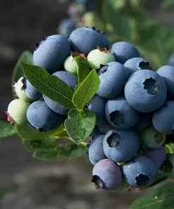Future Forests Fruit Blueberry Patriot 9 Future Forests Fruit Blueberry Patriot