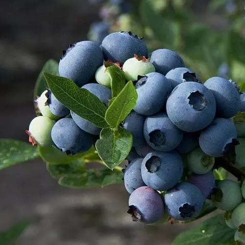 Future Forests Fruit Blueberry Patriot 6 Future Forests Fruit Blueberry Patriot