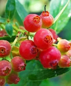 Future Forests Fruit Blueberry Pink Lemonade