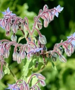Future Forests Borage Herbs