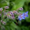 Future Forests Borage Herbs