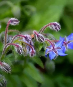 Future Forests Borage Herbs