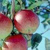Future Forests Apple Braeburn Fruit 2 Future Forests Apple Braeburn Fruit