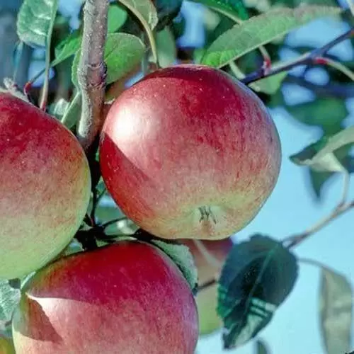 Future Forests Apple Braeburn Fruit 3 Future Forests Apple Braeburn Fruit