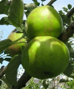 Future Forests Fruit Apple Brown Crofton