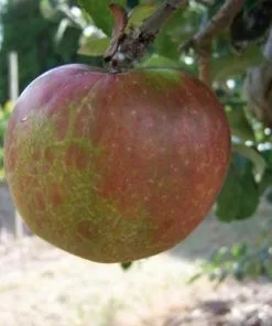 Future Forests Fruit Apple Brown Crofton