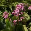 Future Forests Bergenia Cordifolia Groundcover