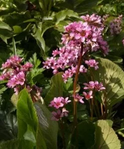Future Forests Bergenia Cordifolia Groundcover