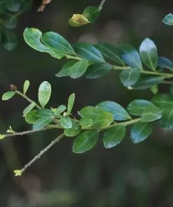 Future Forests Hedging Ilex Crenata Dark Green