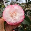 Future Forests Shrubs Camelia Japonica Nuccio's Pearl