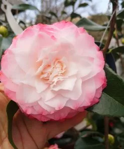 Future Forests Shrubs Camelia Japonica Nuccio's Pearl