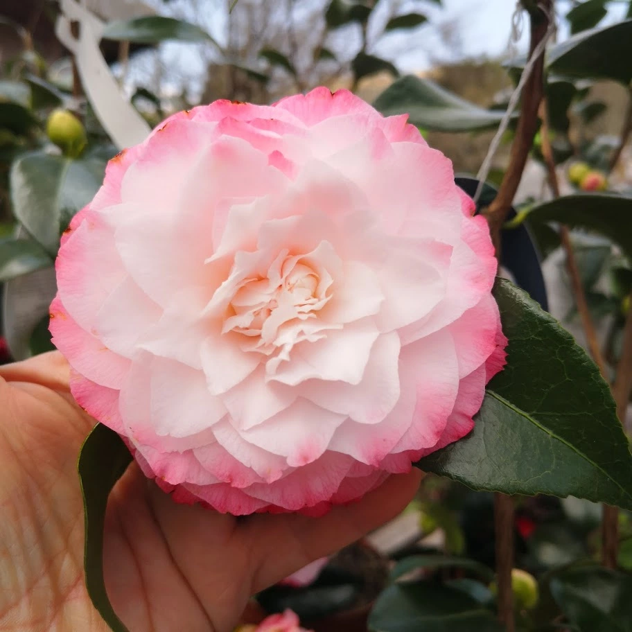 Future Forests Shrubs Camelia Japonica Nuccio's Pearl 3 Future Forests Shrubs Camelia Japonica Nuccio's Pearl