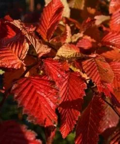 Future Forests Carpinus Betulus Rockhampton Red