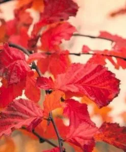 Future Forests Carpinus Betulus Rockhampton Red