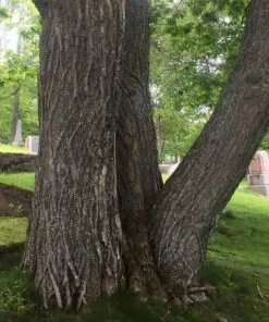 Future Forests Castanea Sativa Bouche De Bétizac - Sweet Chestnut Fruit